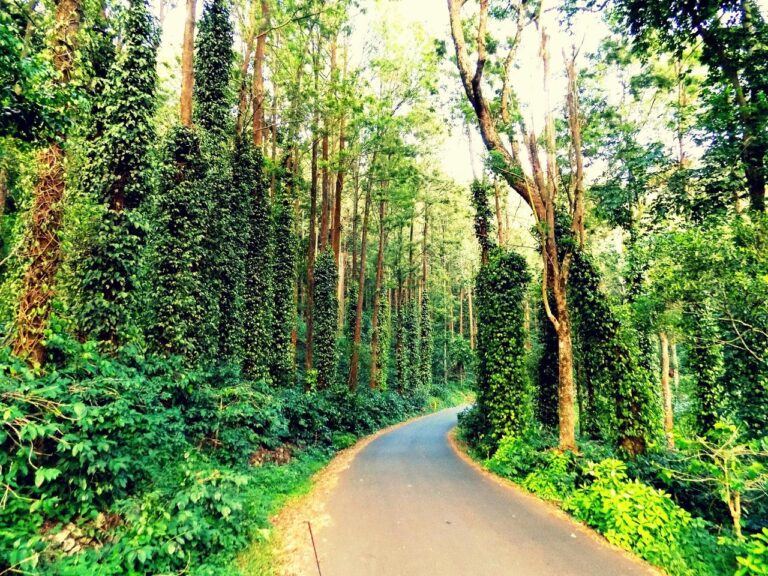 Yercaud’s Wellness Retreats: A Tranquil Haven for Relaxation and Rejuvenation
