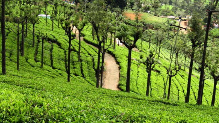 Ooty’s Tea Culture: From Plantation to Cup