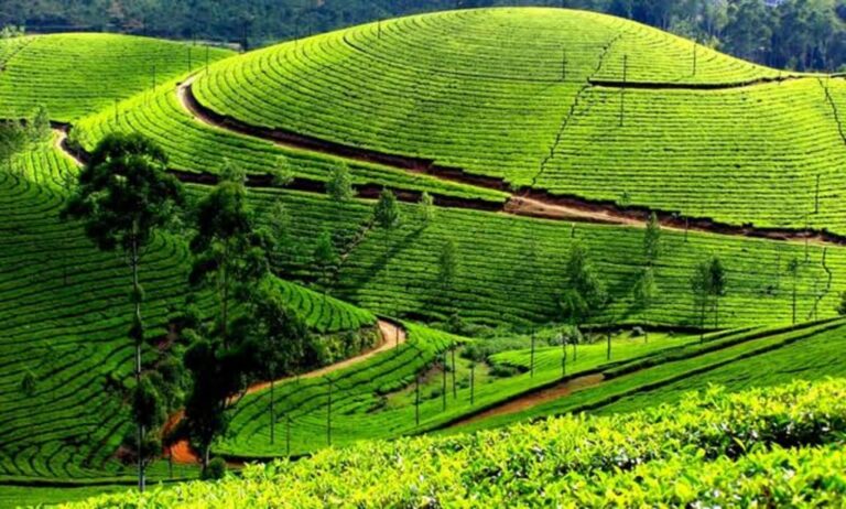 Unveiling Kodaikanal’s Magic: Top Picks for Travellers in 2024