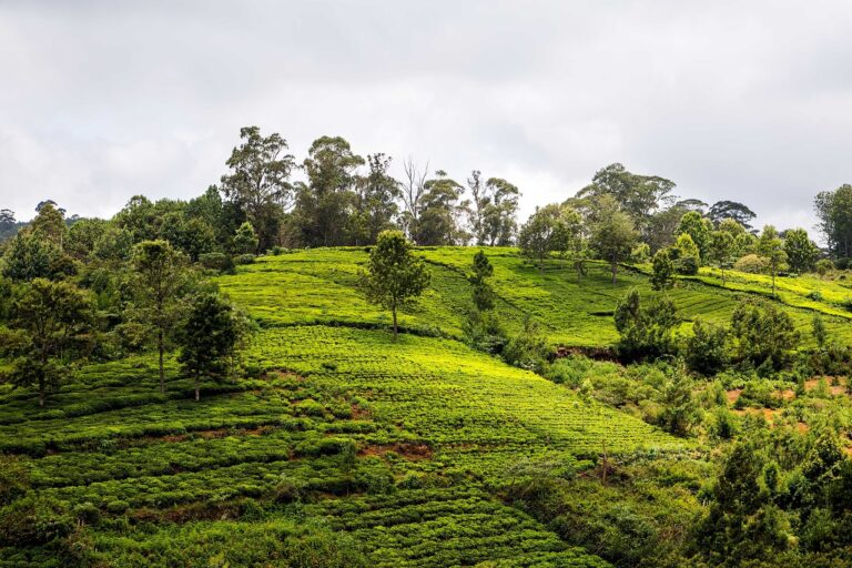 A History Lover’s Guide to Ooty: Exploring Heritage Sites