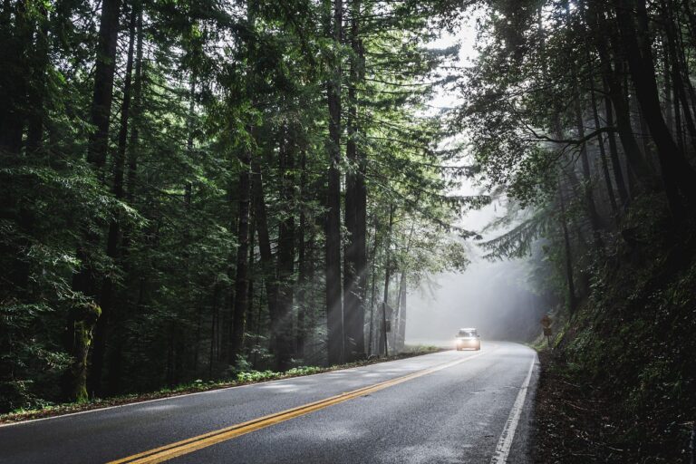 How to Plan the Perfect Road Trip to Yercaud